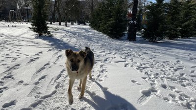 Морози, сніг та ожеледиця. Як на Херсонщині долають наслідки негоди Морози, сніг та ожеледиця. Як на Херсонщині долають наслідки негоди