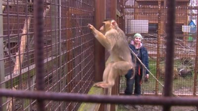 Ведмеді Луцького зоопарку не впадали у зимову сплячку Ведмеді Луцького зоопарку не впадали у зимову сплячку