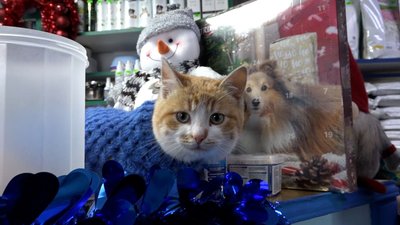 Ветаптека, Любар, безпритульні тварини