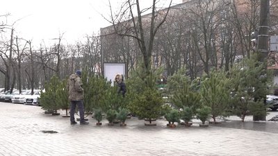 "Ціни, як минулого року": у Черкасах відкрилися ялинкові ярмарки