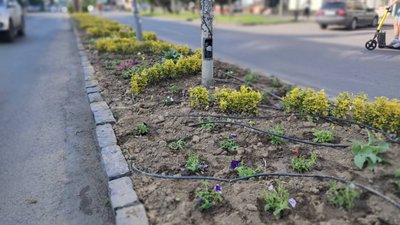 "Були висаджені напередодні". В Ужгороді викрали понад двісті кущів рослин "Були висаджені напередодні". В Ужгороді викрали понад двісті кущів рослин