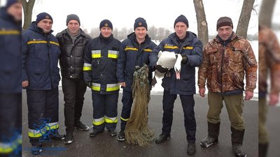 На Чернігівщині надзвичайники врятували двох лебедів із замерзлої водойми