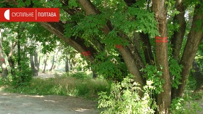 Дерева, які позначили щоб прибрати з Прирічкового парку Дерева, які позначили щоб прибрати з Прирічкового парку