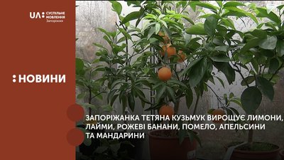 Секрети вирощування запорізьких цитрусових
