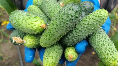 як Вирощують огірки як Вирощують огірки