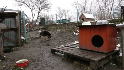 Виселення собачого притулку у Рівному: що відомо та які перспективи Виселення собачого притулку у Рівному: що відомо та які перспективи