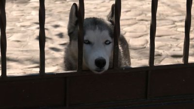 Волинська листоноша розповіла про робочі будні, собак і велосипед Волинська листоноша розповіла про робочі будні, собак і велосипед