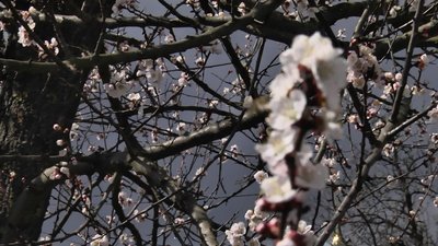 Нічні заморозки та потепління: якою буде погода впродовж трьох вихідних на Волині