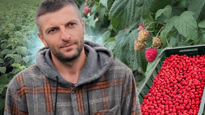 Як на рівненському Поліссі роблять бізнес на малині