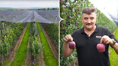 Колаж: зліва — яблуневий сад, справа — буковинець Павло Агатій