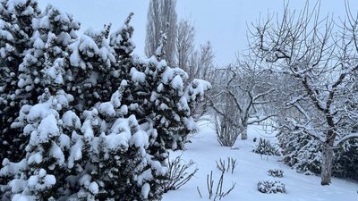 Дерева під снігом
