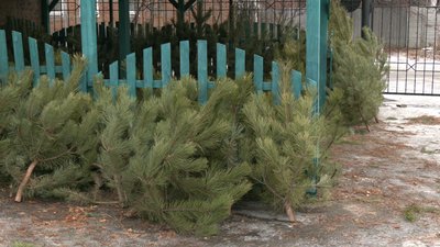 Близько 14 тисяч ялинок приготували для продажу на Харківщині