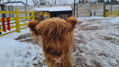 екоферма, Довжик, бичок, втік, придбали, зникаюча порода екоферма, Довжик, бичок, втік, придбали, зникаюча порода