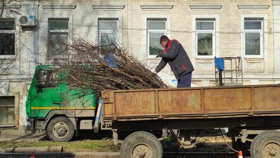 Аварійні дерева у Полтаві: скільки їх та що планують робити Аварійні дерева у Полтаві: скільки їх та що планують робити