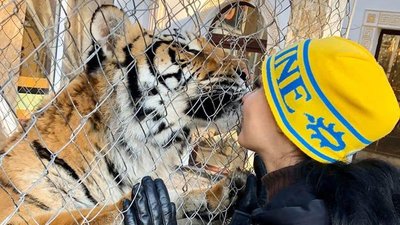 Трьох з шести тигрів, знайдених у Києві, забрали до харківського екопарку Трьох з шести тигрів, знайдених у Києві, забрали до харківського екопарку