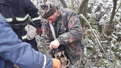 Рятувальники Волині витягли мисливського собаку, який впав у криницю