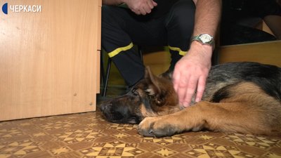 Черкасці долучилися до Всесвітньої акції і взяли собаку на роботу Черкасці долучилися до Всесвітньої акції і взяли собаку на роботу