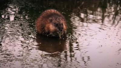 Як укріплюють кордон на Рівненщині та чим допомагають бобри. Пояснює начальник ОВА Як укріплюють кордон на Рівненщині та чим допомагають бобри. Пояснює начальник ОВА