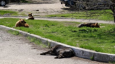 Стерилізація безпритульних собак у Кропивницькому – скільки гроше виділилил у міськраді