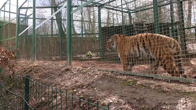 У Рівненському зоопарку прихищають евакуйованих із зони бойових дій тварин У Рівненському зоопарку прихищають евакуйованих із зони бойових дій тварин