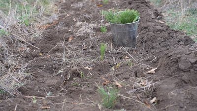 У Херсонському районі висадили перший гектар лісу на розмінованій ділянці У Херсонському районі висадили перший гектар лісу на розмінованій ділянці