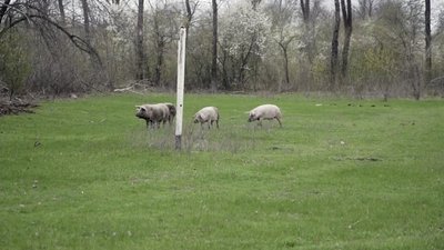 "Страшне шкоди понаробили". Як сьогодні виглядає село Червоне на Запоріжжі "Страшне шкоди понаробили". Як сьогодні виглядає село Червоне на Запоріжжі