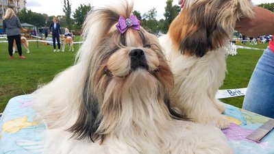 Ши-цу, акіти та англійські бульдоги: в Ужгороді розпочалися виставки собак Ши-цу, акіти та англійські бульдоги: в Ужгороді розпочалися виставки собак