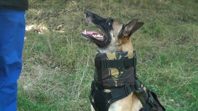 У Запоріжжі волонтери пошили бронежилет для собак, які допомагають у захисті міста У Запоріжжі волонтери пошили бронежилет для собак, які допомагають у захисті міста