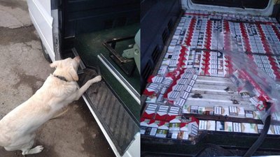 Контрабанду тютюну виявив службовий собака на кордоні з Румунією