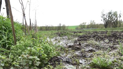 Болото замість городу: чи варто сподіватися на хороший урожай після водопілля Болото замість городу: чи варто сподіватися на хороший урожай після водопілля