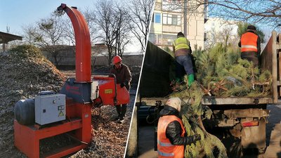 У Кропивницькому переробляють ялинки та сосни на щепу