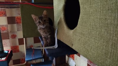"Лапкин дім": у квартири жительки Миколаєва мешкають 33 тварини "Лапкин дім": у квартири жительки Миколаєва мешкають 33 тварини