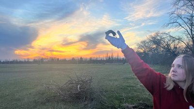 У Запоріжжі випустили на волю близько 150 червонокнижних кажанів У Запоріжжі випустили на волю близько 150 червонокнижних кажанів