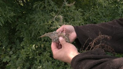 На Рівненщині – нашестя гусені американського білого метелика. Що кажуть фермери На Рівненщині – нашестя гусені американського білого метелика. Що кажуть фермери