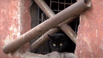 У Херсоні створили 2 петиції про визнання котів - частиною екосистеми міста У Херсоні створили 2 петиції про визнання котів - частиною екосистеми міста