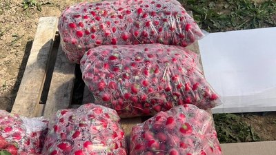 Будуть вирощувати огірки, томати, перець та редиску: вінничанин за грантові гроші звів парник Будуть вирощувати огірки, томати, перець та редиску: вінничанин за грантові гроші звів парник