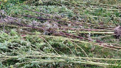 Понад 400 грамів марихуани та 64 кущі конопель вилучили в мукачівця