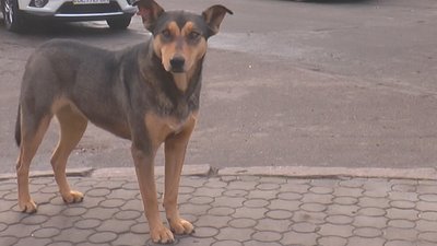 На засіданні Громадської ради з питань житлово-комунального господарства говорили про безпритульних тварин у Миколаєві