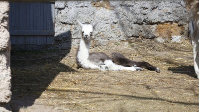 В Одеському зоопарку народилася лама В Одеському зоопарку народилася лама