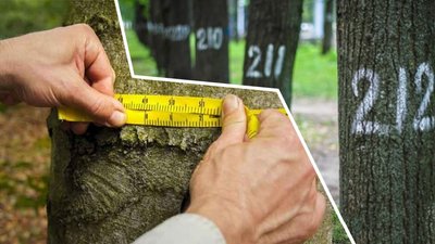 На Миколаївщині проведуть інвентаризацію дерев у парках та заповідниках