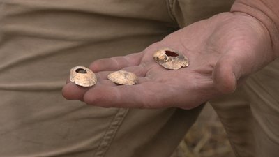 Рівненщина: у Гощанському городищі археологи знайшли піч 11-го століття Рівненщина: у Гощанському городищі археологи знайшли піч 11-го століття