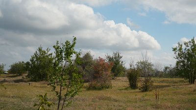 "Така синергія з природою": у Запоріжжі табун коней гуляє містом. Що відомо "Така синергія з природою": у Запоріжжі табун коней гуляє містом. Що відомо