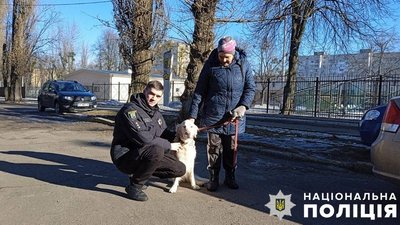 Лабрадор