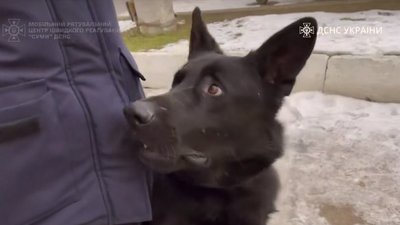 “Допоміг врятувати не одне людське життя”. Помер пошуково-рятувальний пес Хан з Сумщини