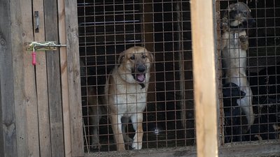 Жили під обстрілами: історії собак, яких евакуювали з зон бойових дій