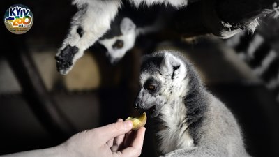 У Київському зоопарку встановили дров'яну піч для приготування їжі в разі відключення електроенергії. У Київському зоопарку встановили дров'яну піч для приготування їжі в разі відключення електроенергії.