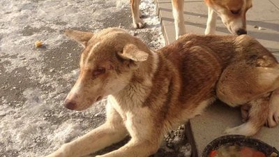 Сліпа собачка Фібі з франківського притулку знайшла всій дім Сліпа собачка Фібі з франківського притулку знайшла всій дім