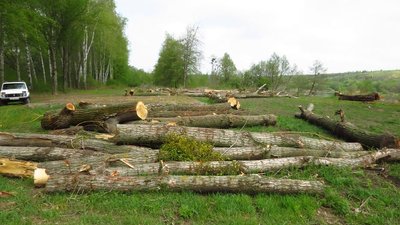 У ландшафтному заказнику на Вінниччині незаконно вирубали дерева У ландшафтному заказнику на Вінниччині незаконно вирубали дерева
