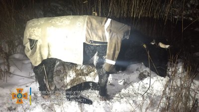 На Харківщині бик провалився під лід: його витягали рятувальники На Харківщині бик провалився під лід: його витягали рятувальники