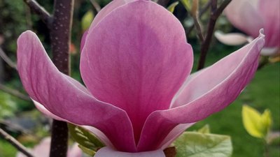 Ванільний аромат в подвір'ї: про досвід вирощування магнолій на Черкащині Ванільний аромат в подвір'ї: про досвід вирощування магнолій на Черкащині